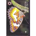Cethosia Bypsea Malay Lacewing TransitLink Trai...
