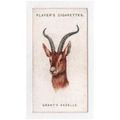 1931 John Player Cigarette card Wild Animals He...