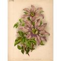 CLEMATIS JOHN MURRAY - BOTANY 1894 Guillaume Se...