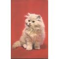 Vintage Salmon PC - Cat On Red Carpet