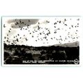 RPPC Pelican Anaho Island Pyramid Lake Nevada F...