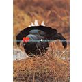 D099562 Heath Cock. Engadin Press AG. Ziesler