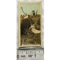 1924 Cavanders Homeland Series No. 6 A Harvesti...