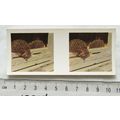 1960s Weetabix 3-D Our Pets Card No. 18 Hedgehogs