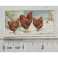 1916 Ogdens Poultry 2nd Series, No. 32 Golden W...