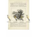 Harold's Bridge, Waltham, Essex, Book Illustrat...