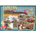 D026477 Flowers of the Cape. South Africa. Art ...