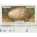 1923 Ogdens Bird's Eggs cut-out No. 36 Skylark