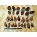 Natural Pine Cones Crafting Wreaths Seasonal Lo...