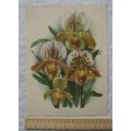 1939 Amateur Gardening illustration - The Lady'...