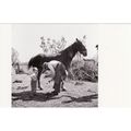 Postcard Shoeing a Horse Farrier Blacksmith Soh...