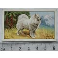 1936 Gallaher Dogs 1st Series No. 33 The Samoyede