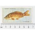 1933 Players Fresh-water Fishes, pink back No. ...