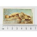 1933 Players Fresh-water Fishes, pink back No. ...