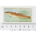 1933 Players Fresh-water Fishes, pink back No. ...