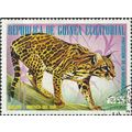 EQUATORIAL GUINEA, CAT, Ocelot, Leopardus parda...