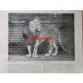 Tall Male Lion (Regents Park Zoo) Book Illustra...