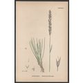 BRISTLE-LEAVED BENT-GRASS 1872 John Edward Sowe...