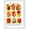 Chrysanthemums Flowers - c.1950s Book Print