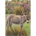 Colour Postcard - Irish Donkey