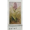 Vintage: Dutch card Jac. P. Thijsse, Lente No. ...