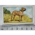 1936 Gallaher Dogs 1st Series No. 27 The Bull M...