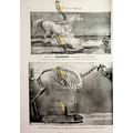Marengo, Napoleon's Favourite War-Horse, Book I...