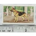 1936 Gallaher Dogs 1st Series No. 38 The Alsatian