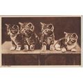 A Young Looking Cat Laying Down Cat Postcard (Q...