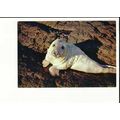 YOUNG SEAL Postcard by J.Arthur Dixon (W.L. 2446)