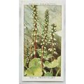 1937 Wills Wild Flowers 2nd series No. 18 Wall ...