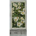 1937 Wills Wild Flowers 2nd series No. 2 Water ...