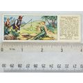 1935 Typhoo Swiss Family Robinson No. 11 The Ig...