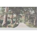Burley Woods New Forest F.G.O Stuart 1010 Hamps...