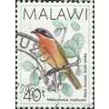 MALAWI, BIRD, Black-fronted bushshrike, white 1...