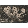 Celmesia, New Zealand Mountain Daisy, c.1910s -...