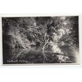 The Mount Pleshey Postcard RP Near Chelmsford E...