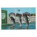 Dolphins at Marineland Florida USA Postcard 19551