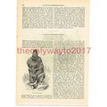 Samoyede Dress from Russia, Book Illustration, ...