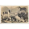 St Bernard Dogs of Switzerland Real Photo 1931,...