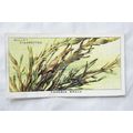 1938 Wills The Sea-Shore No. 45 Knobbed Wrack