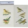 Coloured illustration: Icterine, Dartford, Barb...