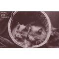 Here She Comes Kittens In Basket Antique Cat Re...