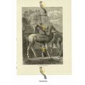 Chinese Elaphure, Book Illustration (Print), 1884