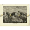 Pronghorn Antelope, Book Illustration (Print), ...
