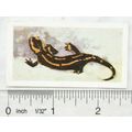 1960 Horniman's Tea card Pets No. 36 Salamander
