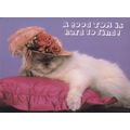 Tom Cat Dressed In Beautiful Hat I'm Hard To Fi...