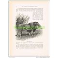 NORTH AFRICAN LION, BOOK ILLUSTRATION (PRINT), ...