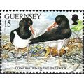 GUERNSEY, BIRD, Eurasian Oystercatcher, Haemato...