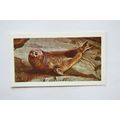 1958 Horniman's Tea card Wild animals No. 35 El...